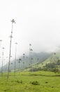 Cocora valley landscape with Ceroxylon quindiuense, wax palms Royalty Free Stock Photo