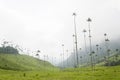 Cocora valley landscape with Ceroxylon quindiuense, wax palms Royalty Free Stock Photo