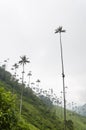 Cocora valley landscape with Ceroxylon quindiuense, wax palms Royalty Free Stock Photo