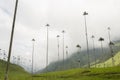 Cocora valley landscape with Ceroxylon quindiuense, wax palms Royalty Free Stock Photo
