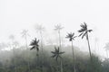 Cocora valley landscape with Ceroxylon quindiuense, wax palms.endangered Royalty Free Stock Photo