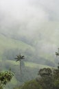 Cocora valley misty landscape with Ceroxylon quindiuense, wax palms Royalty Free Stock Photo