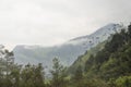 Cocora valley misty landscape with Ceroxylon quindiuense, wax palms Royalty Free Stock Photo