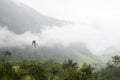 Cocora valley misty landscape with Ceroxylon quindiuense, wax palms Royalty Free Stock Photo