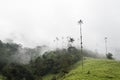 Cocora valley misty wonderful landscape with Ceroxylon quindiuense, wax palms Royalty Free Stock Photo