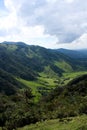 Cocora valley and palm forests Royalty Free Stock Photo