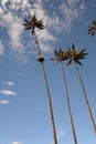 Wax palms. Cocora valley. Los Nevados National Natural Park. Quindio department. Colombia