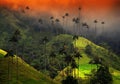 The wax palm trees from Cocora Valley are the national tree, the symbol of Colombia and the WorldÃ¢â¬â¢s largest palm.