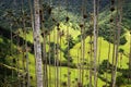 The wax palm trees from Cocora Valley are the national tree, the symbol of Colombia and the WorldÃ¢â¬â¢s largest palm.