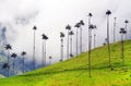 The wax palm trees from Cocora Valley are the national tree, the symbol of Colombia and the WorldÃ¢â¬â¢s largest palm.