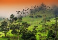 The wax palm trees from Cocora Valley are the national tree, the symbol of Colombia and the WorldÃ¢â¬â¢s largest palm.