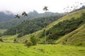 Cocora walley and wax palm Royalty Free Stock Photo