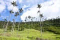 Cocora walley and wax palm Royalty Free Stock Photo
