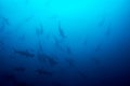 Cocos island hammerhead sharks