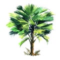 Cocos Nucifera, coconut palm tree with green leaves isolated, watercolor illustration on white
