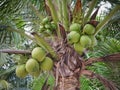 Cocos nucifera Linn or coconut with close up view