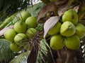 Cocos nucifera Linn or coconut with close up view