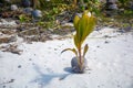 Cocos Nucifera, Young palm tree growing from coconut in Aitutaki, New Zealand Royalty Free Stock Photo