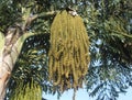 Cocos palm tree and flowers