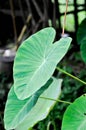 Cocoyam, colocasia esculenta or Dasheen or Eddoe or elephant ear or Japanese taro or taro or ARACEAE