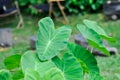 Cocoyam, colocasia esculenta or Dasheen or Eddoe or elephant ear or Japanese taro or taro or ARACEAE