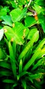 Cocoyam crop growing in a farm