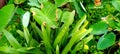 Cocoyam crop growing in a farm