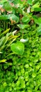 Cocoyam crop growing in a garden