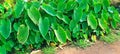 Cocoyam crop growing on fertile soil Royalty Free Stock Photo
