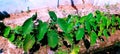 Cocoyam crop growing in a garden