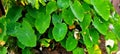 Cocoyam crop growing in a garden