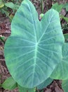 Cocoyam leaf Royalty Free Stock Photo