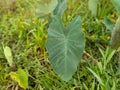 cocoyam leaf in the garden natural organic