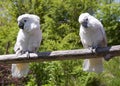 Coctatoo birds Royalty Free Stock Photo