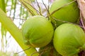 Cocunut cluster or coconut tree.Or fruit for health and summer. Royalty Free Stock Photo
