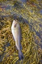 cod catch fish on seaweed