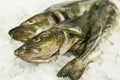 Cod fish food Royalty Free Stock Photo