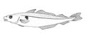 Cod fish haddock. Hand drawn realistic illustration.