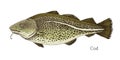 Cod fish hand drawn realistic illustration Royalty Free Stock Photo