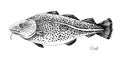 Cod fish hand drawn realistic illustration Royalty Free Stock Photo