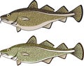 Cod Fish Royalty Free Stock Photo