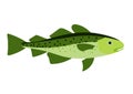 Cod fish illustration. Royalty Free Stock Photo