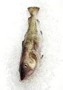 Cod, gadus morhua, Fresh Fish in Ice