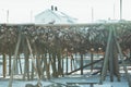 Cod heads in Lofoten