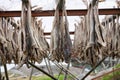 Cod stockfish Royalty Free Stock Photo