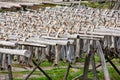 Cod stockfish Royalty Free Stock Photo