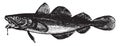Cod, vintage engraving Royalty Free Stock Photo