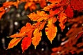code leaves create a matrix code image of autumn leaves capturin
