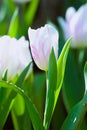 Code for uploading white tulips. Royalty Free Stock Photo