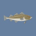 Codfish fish marine nature seafood vector illustration